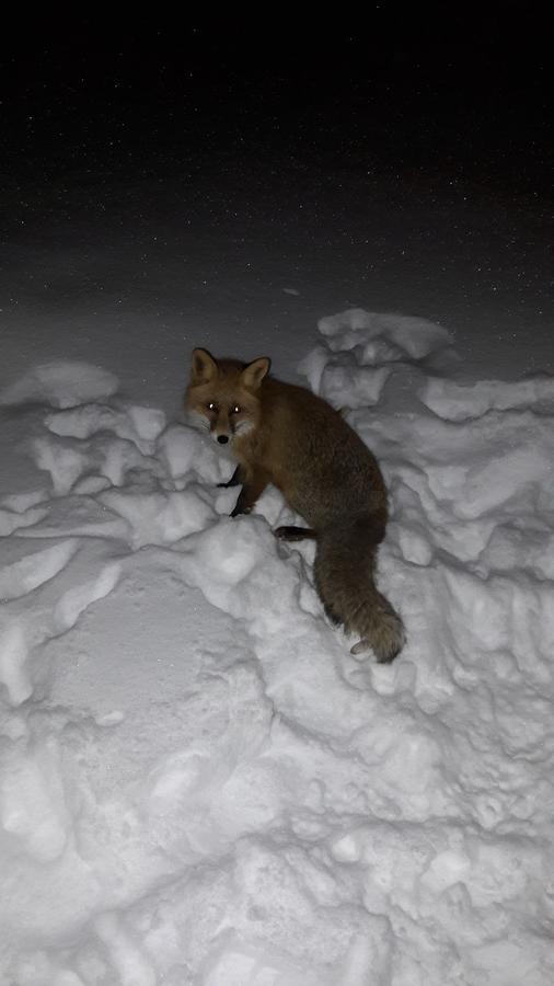 Snowhite Jahorina Villa Dış mekan fotoğraf